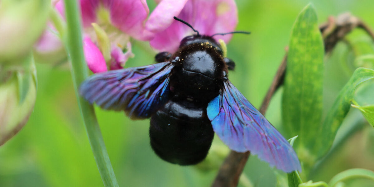 carpenter-bee-garden-benefits-pollination-importance