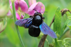 carpenter-bee-garden-benefits-pollination-importance
