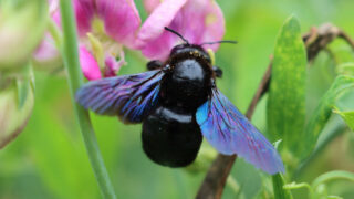 carpenter-bee-garden-benefits-pollination-importance