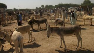 pakistan-livestock-numbers-rise-2023