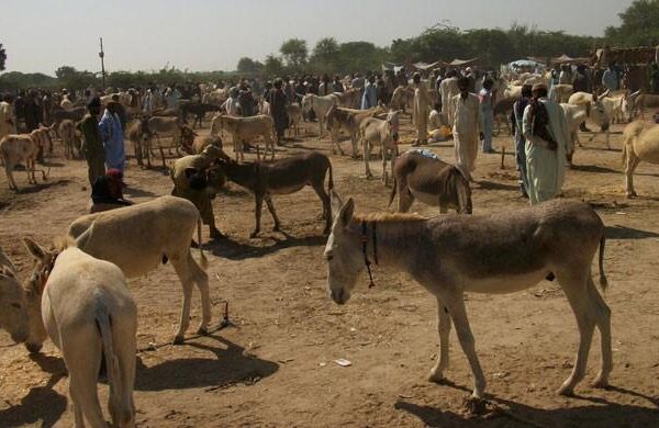 ملک میں مویشیوں کی تعداد میں نمایاں اضافہ، بھینسوں کی تعداد 4 کروڑ 76 لاکھ تک پہنچ گئی
