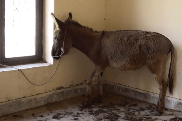 اسلام آباد، ترنول میں گدھے کے گوشت کی بڑی مقدار ضبط