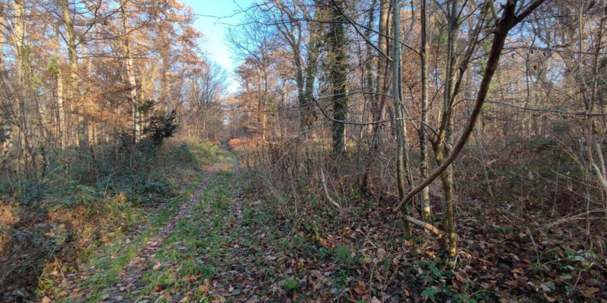 60-year-old-body-found-forest-yvelines-france