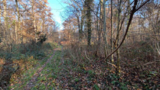 60-year-old-body-found-forest-yvelines-france