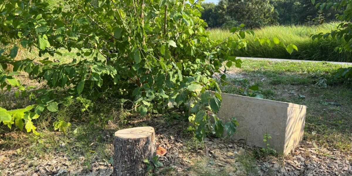 brothers-arrested-for-vandalizing-memorial-tree