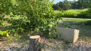 brothers-arrested-for-vandalizing-memorial-tree