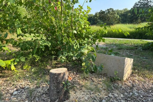 ایپینے سر سین: ایلان حلیمی کی یادگار زیتون کے درخت کو کاٹنے کے شبہ میں دو بھائی گرفتار