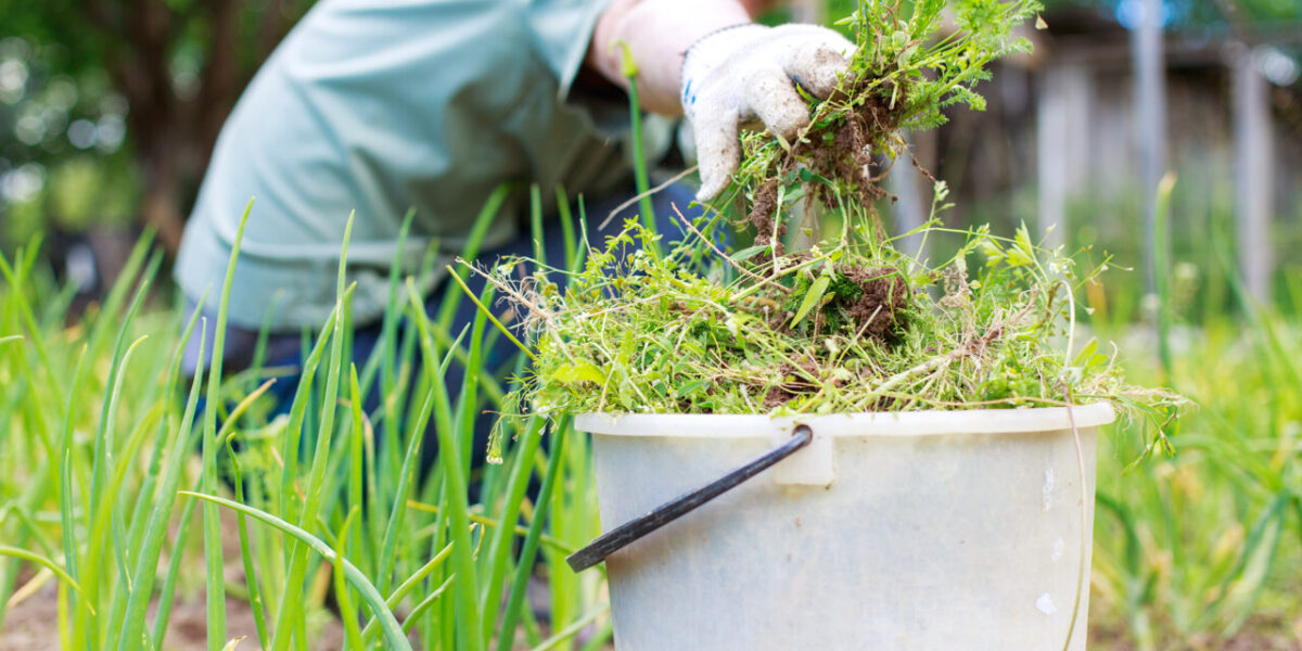 how-to-remove-weeds-from-garden-naturally