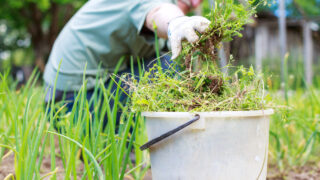 how-to-remove-weeds-from-garden-naturally