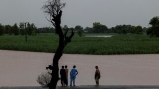 intense-floods-punjab-affect-millions-livestock