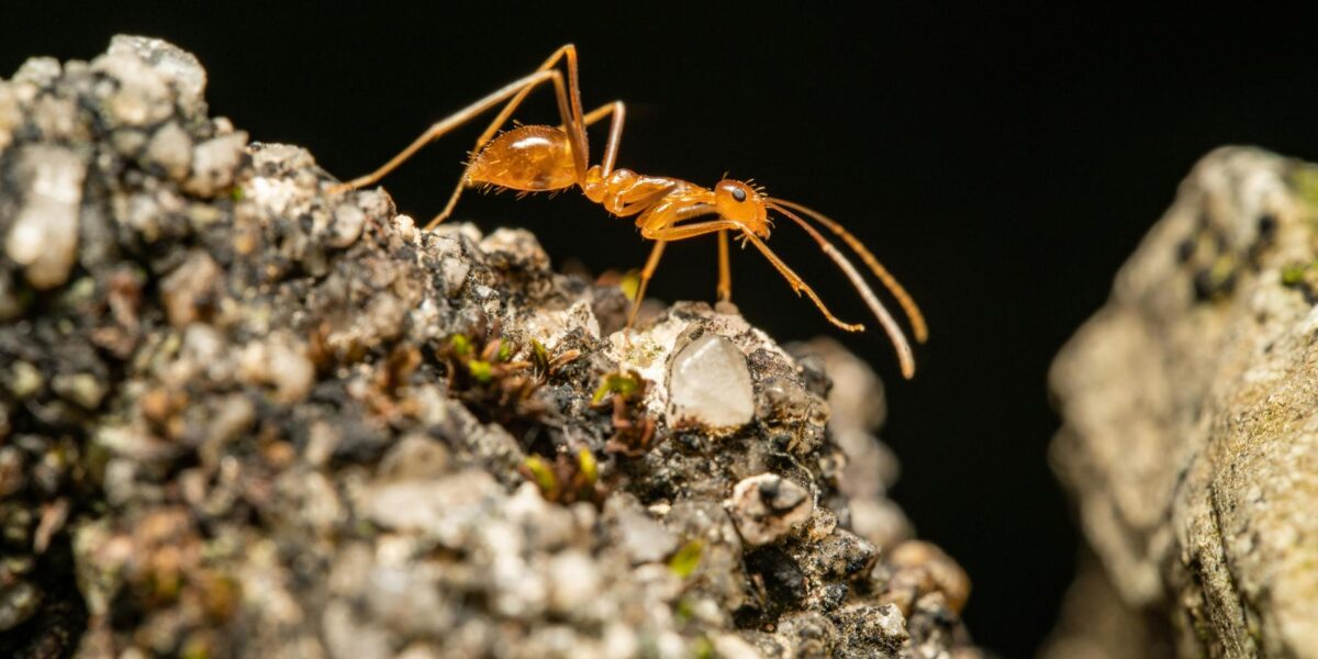 Electric Ant Invasion Threatens French Ecosystem and Health