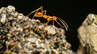 Electric Ant Invasion Threatens French Ecosystem and Health