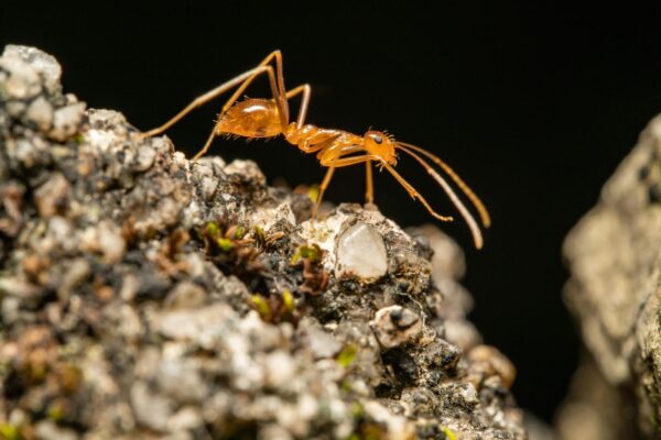 فرانس کے وار علاقے میں بجلی کی چیونٹیوں کی یلغار، انسانی صحت اور ماحولیات کے لیے سنگین خطرہ