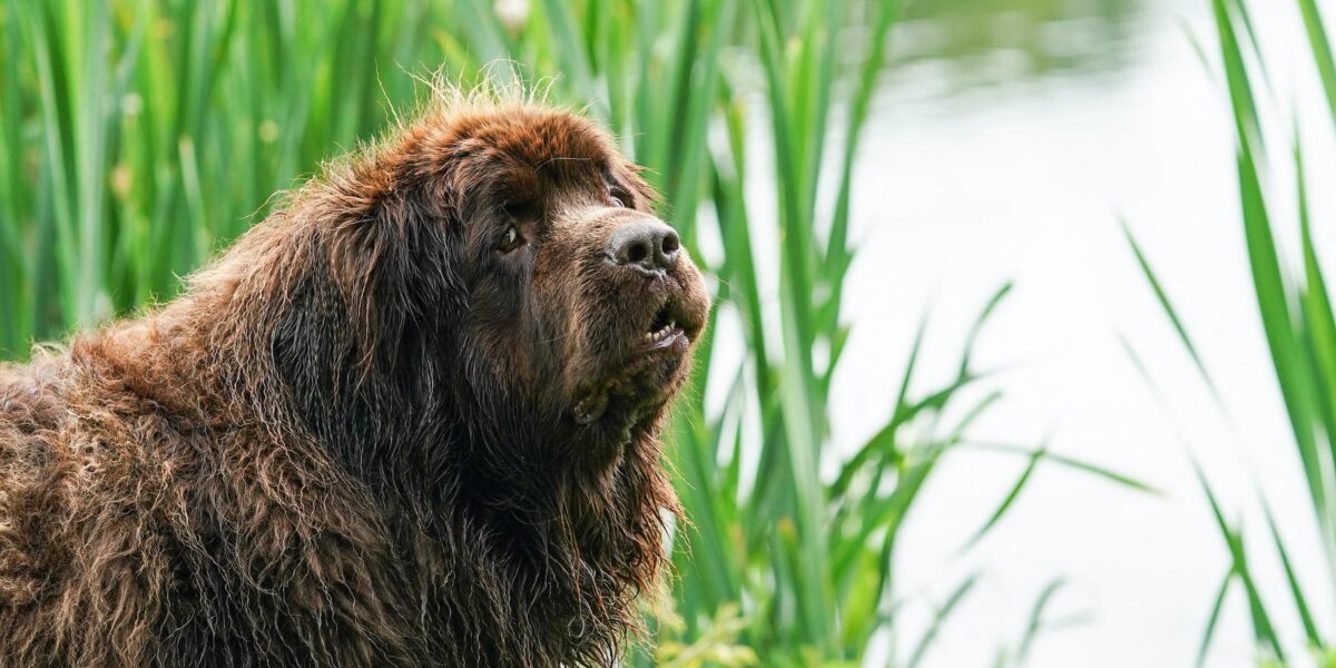 96-Year-Old Gardener's 150-Pound Newfoundland Is Her Viral Assistant
