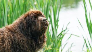 96-Year-Old Gardener's 150-Pound Newfoundland Is Her Viral Assistant