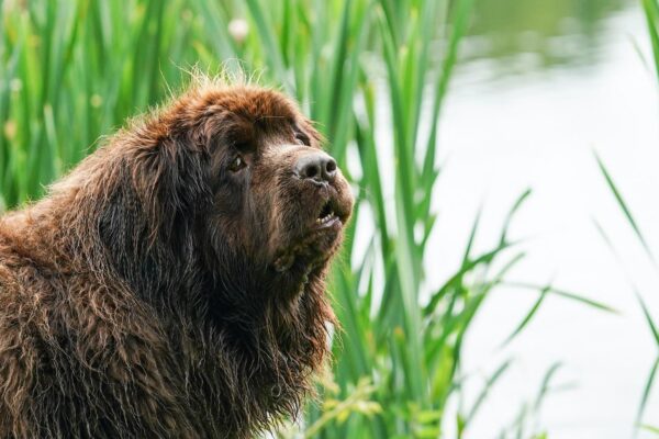 96 سالہ خاتون کا 70 کلو وزنی ‘گارڈننگ اسسٹنٹ’ سوشل میڈیا پر تہلکہ