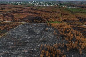 France's Largest Wildfire Since 1949 Declared Extinguished in Gironde