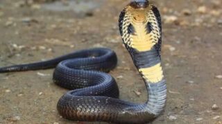 Punjab Reports 1,060 Snakebites, Six Deaths in 2026