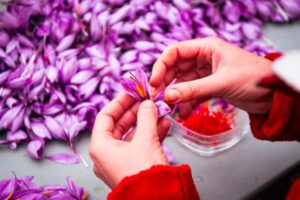 Saffron: Science Behind the World's Most Expensive Spice