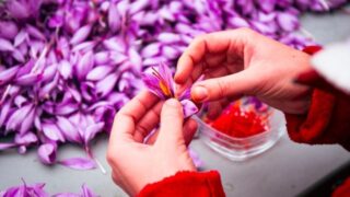 Saffron: Science Behind the World's Most Expensive Spice