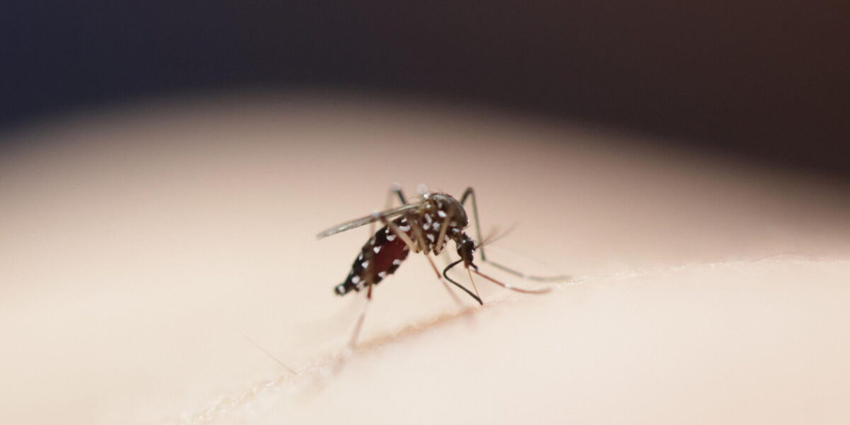 Pediatrician Sounds Alarm Over Tiger Mosquito Surge in Val-de-Marne