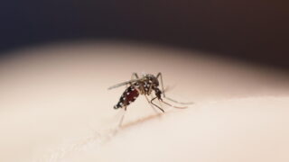 Pediatrician Sounds Alarm Over Tiger Mosquito Surge in Val-de-Marne