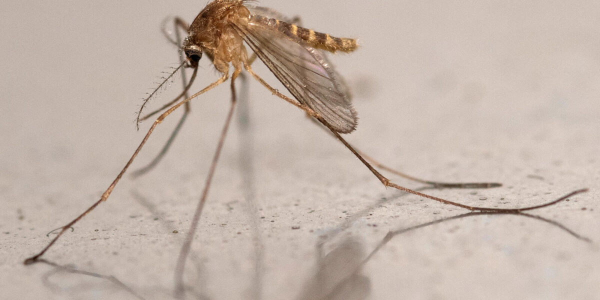 West Nile Virus Emerges North of France's Loire River
