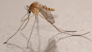 West Nile Virus Emerges North of France's Loire River