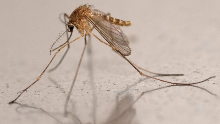West Nile Virus Emerges North of France's Loire River