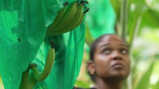 Caribbean Banana Growers Battle for Survival Against Global Competition