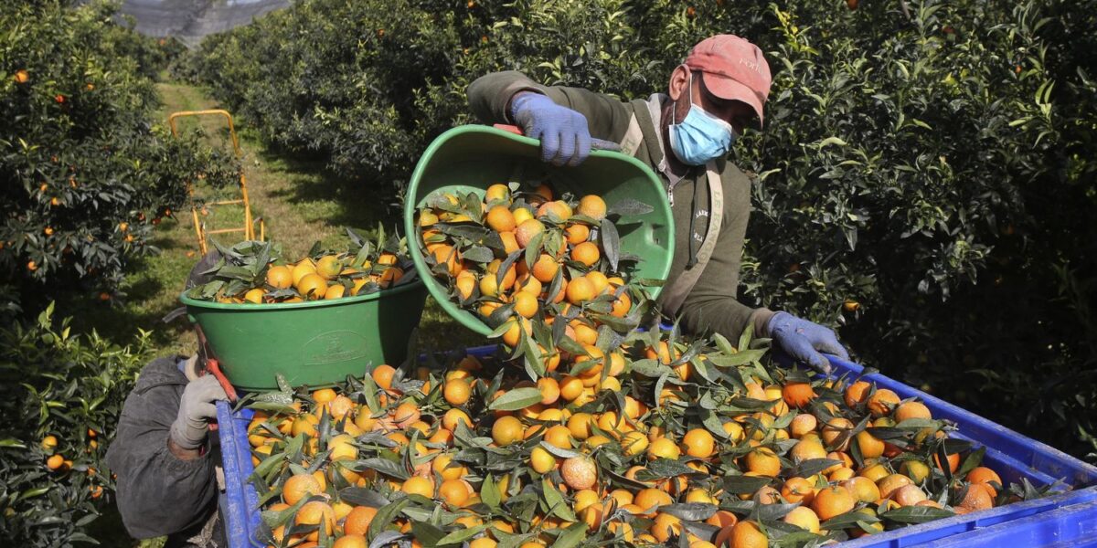Corsican Clementine Harvest Set for Excellent Season Despite Summer Heat