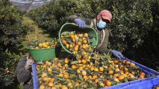 Corsican Clementine Harvest Set for Excellent Season Despite Summer Heat