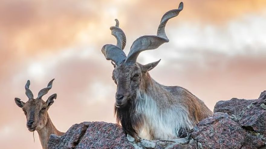 KP Markhor Permits Smash Records with Rs335.6 Million Auction