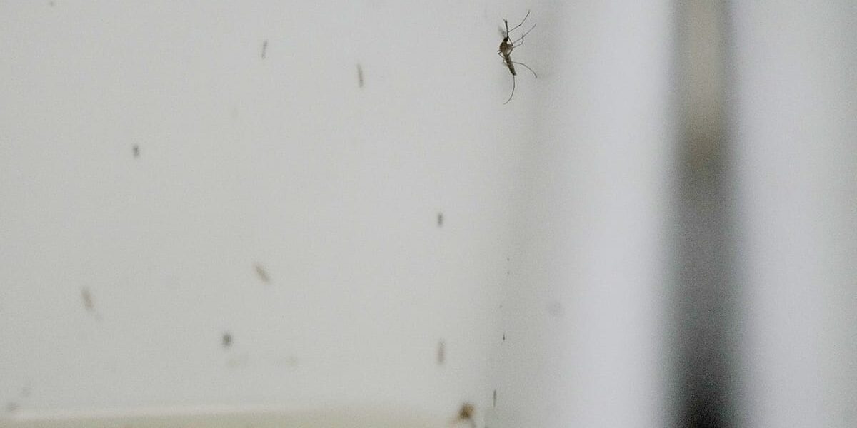 Europe's West Nile Season Sets Record as Virus Pushes North