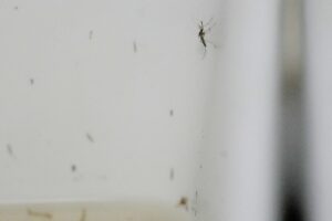 Europe's West Nile Season Sets Record as Virus Pushes North