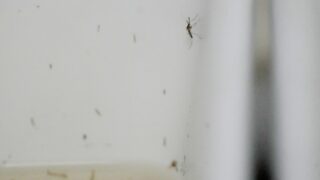 Europe's West Nile Season Sets Record as Virus Pushes North